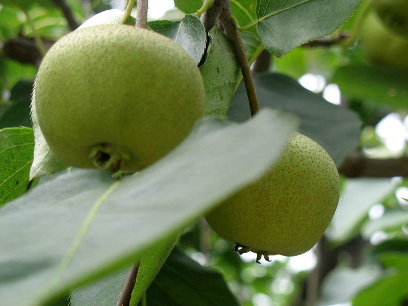 海西哪里有自產(chǎn)自銷梨苗,全紅梨梨苗市場(chǎng)報(bào)價(jià)