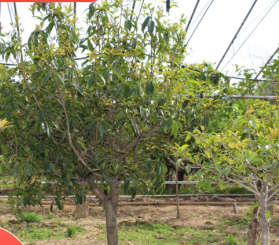 本基地長期銷售庭院陽臺(tái)桂花樹 可盆栽地栽植物桂花樹