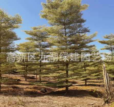 錦葉欖仁種植基地供應(yīng)6-12公分移植錦葉欖仁金葉欖仁小葉欖仁批發(fā)