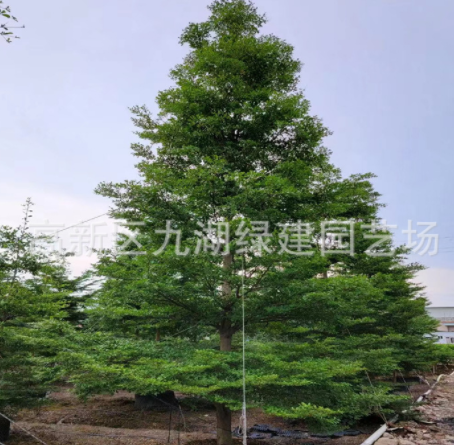 小葉欖仁漳州基地供應(yīng)6-20公分移植小葉欖仁 原地假植錦葉欖仁