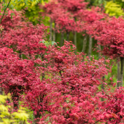 紅楓樹苗盆栽四季花卉陽臺庭院植物別墅風景樹耐寒日本紅楓樹盆景