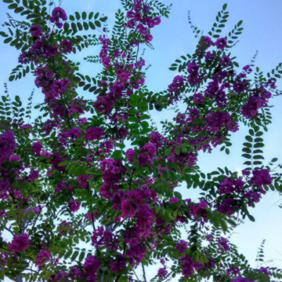 香花槐樹苗富貴樹槐花苗紅花槐樹苗庭院綠化花卉花園植物洋槐樹苗