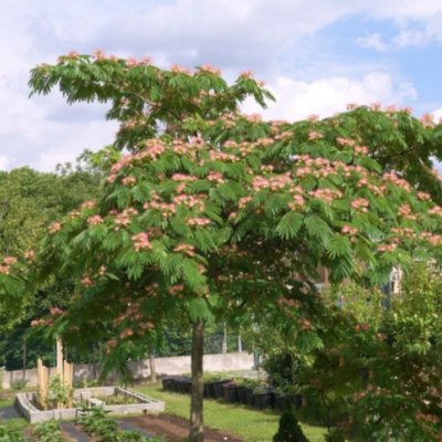 合歡花樹苗絨花樹南北方庭院別墅植物盆栽風(fēng)景樹綠化苗木芙蓉苗樹