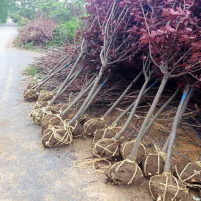 紫葉李樹苗南方北方種植紅葉李速生紫葉李小苗園林行道樹綠化樹苗