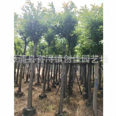 移植大葉榕樹價(jià)格 市政工程綠化樹 黃葛樹批發(fā)報(bào)價(jià)