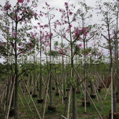 福建本地木棉樹(shù)容器苗 本地木棉移植苗 美人樹(shù)大袋苗 行道樹(shù)