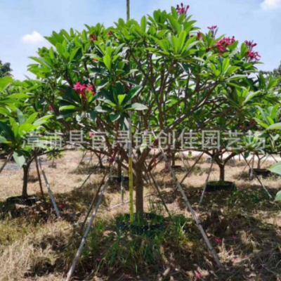 紅花雞蛋花批發(fā) 雞蛋花價格 雞蛋花樹基地 品種規(guī)格齊全 大量供應(yīng)