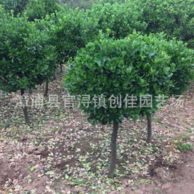 錦熟黃楊地苗 綠化黃楊樹(shù)移植苗 廠家出售 價(jià)格便宜