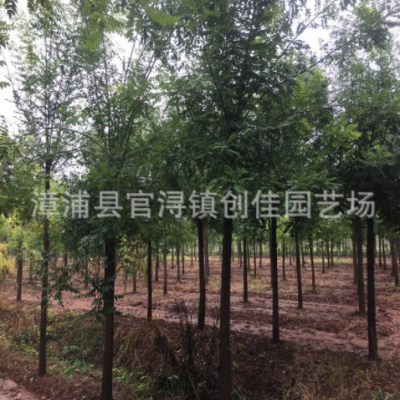 白蠟樹(shù)批發(fā)價(jià)格 福建種植基地 綠化造林防風(fēng)固沙樹(shù)種 青榔木