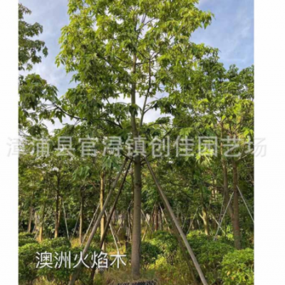 全冠澳洲火焰木假植苗 澳洲火焰木移栽苗 公園種植風(fēng)景樹