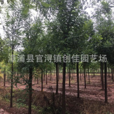 全冠白蠟樹(shù)地栽苗 白荊樹(shù)移植苗 護(hù)堤護(hù)路行道樹(shù)