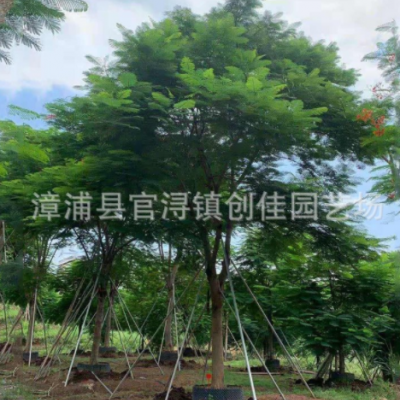 移栽全冠鳳凰木綠化樹(shù) 紅花楹樹(shù)批發(fā)報(bào)價(jià) 火樹(shù)價(jià)格 廠(chǎng)家直供