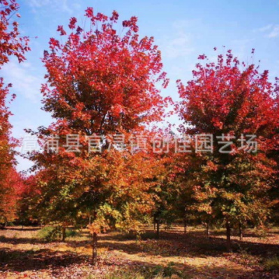 美國(guó)紅楓樹批發(fā)報(bào)價(jià) 濕地綠化種植 花園建設(shè) 秋火焰紅楓價(jià)格