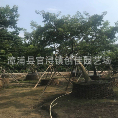 全冠紅果冬青樹(shù)假植苗 斜飄紅果冬青樁景 野白蠟葉造型樹(shù)