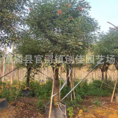 全冠雞冠刺桐移植苗 綠化雞冠刺桐假植苗工程苗 樹(shù)形優(yōu)美