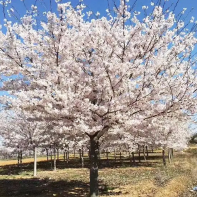 基地現(xiàn)挖現(xiàn)賣櫻花樹苗 景區(qū)風景樹綠化工程矮桿染井吉野櫻花樹