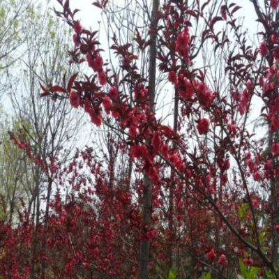 山東綠化樹(shù)基地出售紅葉碧桃3公分5公分園林工程景觀花樹(shù)龍柱碧桃