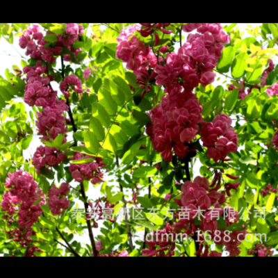 批發(fā)常年供應(yīng)香花槐樹(shù)苗 現(xiàn)挖現(xiàn)賣(mài)香花槐樹(shù)苗 好管理香花槐