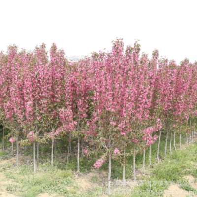 供應綠化海棠 各種規(guī)格海棠樹 貼梗海棠 好管理 現(xiàn)挖現(xiàn)賣海棠