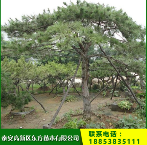 泰山景松 現(xiàn)貨出售泰山景松 造型優(yōu)美泰山景松 歡迎選購