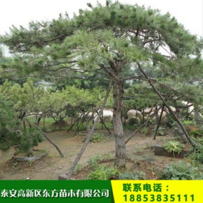 泰山景松 現(xiàn)貨出售泰山景松 造型優(yōu)美泰山景松 歡迎選購