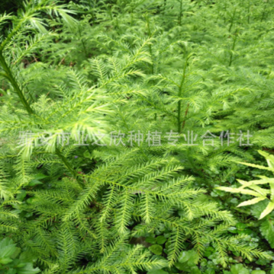 柳杉樹苗四川基地綠化樹苗木庭院花壇常綠喬木種植長葉孔雀松小苗