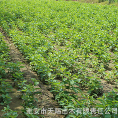 紅棗果樹苗 南北方種植盆栽地栽 嫁接沾化冬棗 青棗駿棗灰棗樹苗