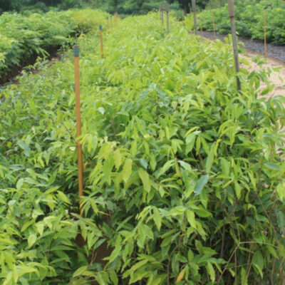 基地批發(fā)海南沉香樹苗珍稀名貴植物嫁接奇楠沉香杯苗帶土帶葉發(fā)貨