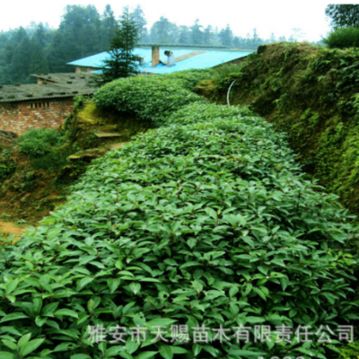 香樟樹(shù)苗基地批發(fā)各種規(guī)格樹(shù)種樟木種子帶土發(fā)貨臭樟烏樟杯苗