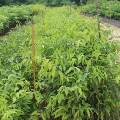 基地批發(fā)海南沉香苗嫁接奇楠沉香樹苗樹種降真香白木香檀杯苗