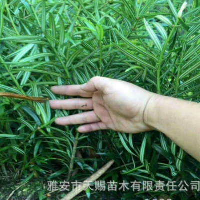 基地苗木穗花杉樹苗別墅庭院小區(qū)農(nóng)家樂觀賞綠化樹苗批發(fā)