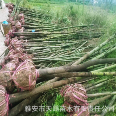 基地批發(fā)名貴綠化樹香樟樹苗別墅庭院綠化樹工程用烏樟臭樟樹