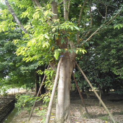 基地批發(fā)黃桷樹幼苗 別墅庭院遮蔭樹苗 行道綠化植物園林苗木