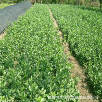 大葉黃楊法國(guó)冬青 綠籬圍墻露天栽種 四季常青耐寒道路庭院樹苗