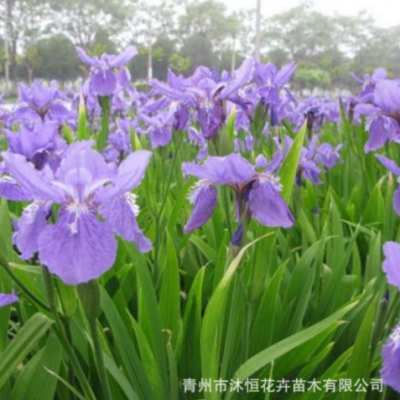 鳶尾時令花卉鳶尾花別墅庭院花園多年生草藍色蝴蝶蘭綠植綠化環(huán)境