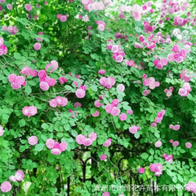 薔薇月季花苗盆栽 重瓣爬藤爬墻庭院綠化 四季開(kāi)花玫瑰多色系花卉