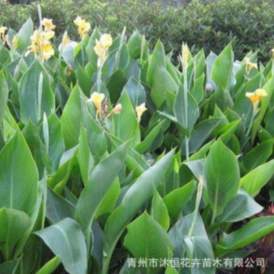 水生美人蕉 多年生常綠水生植物水體綠化 黃花藍(lán)花鳶尾公園工程苗