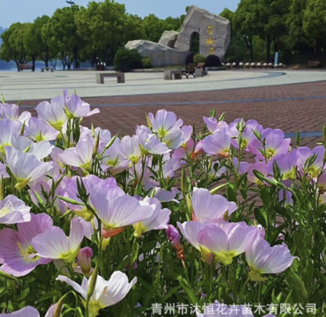 美麗月見草花卉多年生草本植物園林地被植物市政綠化用苗粉花