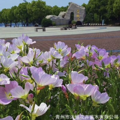 美麗月見草花卉多年生草本植物園林地被植物市政綠化用苗粉花