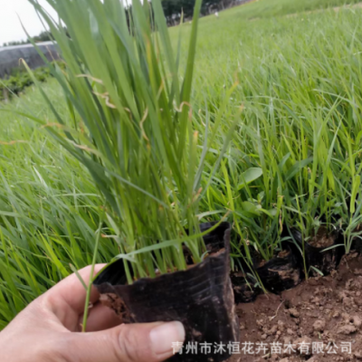 狼尾草種子狗尾草種子旱地牧草雜草觀賞性護(hù)坡狗尾巴草基地供應(yīng)