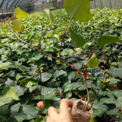 常春藤杯苗 爬藤綠植四季長青不落葉 庭院陽臺(tái)攀援花卉基地直銷