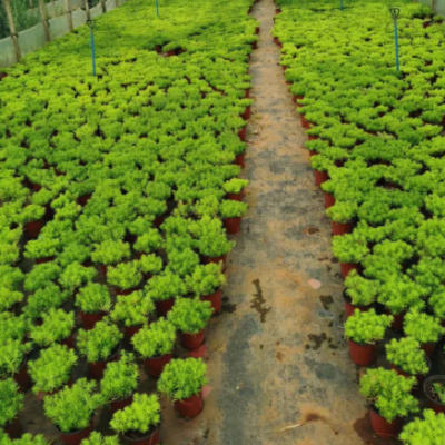 佛甲草盆栽 夏季耐熱可暴曬耐寒四季常綠地被植物庭院假山草