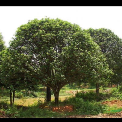 觀葉觀果楊梅樹 南方種植特大果樹果苗帶土球 瀏陽(yáng)基地批發(fā)