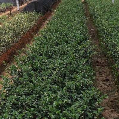 供應(yīng)茶梅觀花苗木茶梅毛球茶梅球 茶梅樹(shù)苗 觀賞園林苗木基地批發(fā)