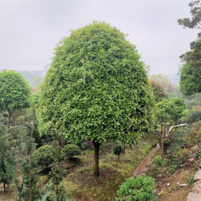 （桂花批發(fā)）桂花樹(shù) 20公分金桂 八月桂 承接綠化工程桂花樹(shù)種植