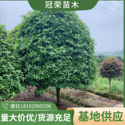 苗圃批發(fā) 工程綠化桂花樹 規(guī)格16公分湖南桂花樹 土球好 批發(fā)價