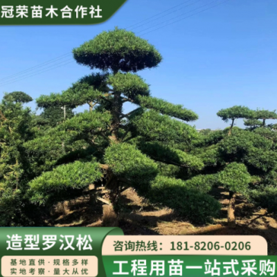 造型羅漢松規(guī)格齊全 15公分造型羅漢松 湖南基地別墅園林庭院綠化