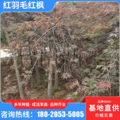 基地供應(yīng)紅羽毛紅楓樹苗 大型苗羽毛楓苗木 風景區(qū)樹園林綠化樹