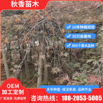 公園小區(qū)綠化紅楓樹苗 定制造型紅羽毛紅楓 道路兩旁綠化大型樹苗