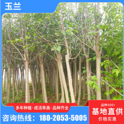 綠化工程樹(shù)庭院玉蘭樹(shù) 景觀種植紫玉蘭樹(shù)苗 園林觀賞植物道路工程